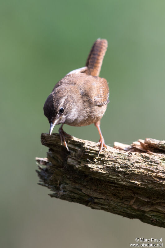 Troglodyte mignonadulte, identification