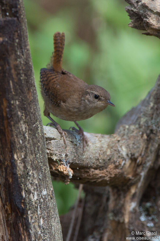 Troglodyte mignonadulte, identification