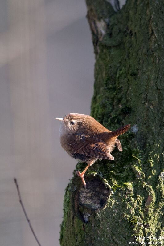 Eurasian Wrenadult post breeding