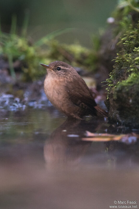 Eurasian Wrenadult, care