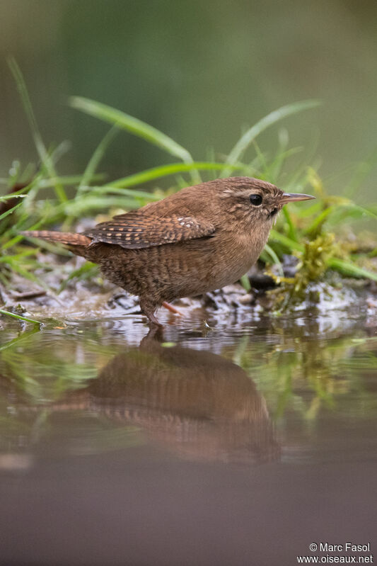 Eurasian Wrenadult, care