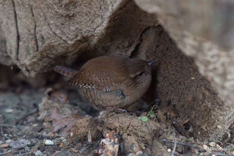 Eurasian Wrenadult, feeding habits