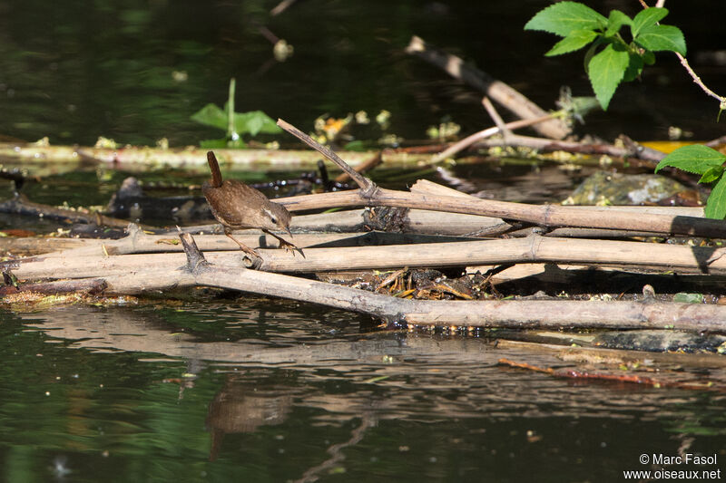 Eurasian Wrenadult, identification