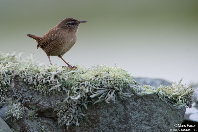 Eurasian Wrenadult, identification