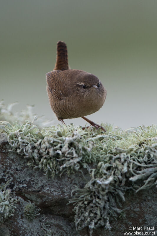 Eurasian Wrenadult, identification