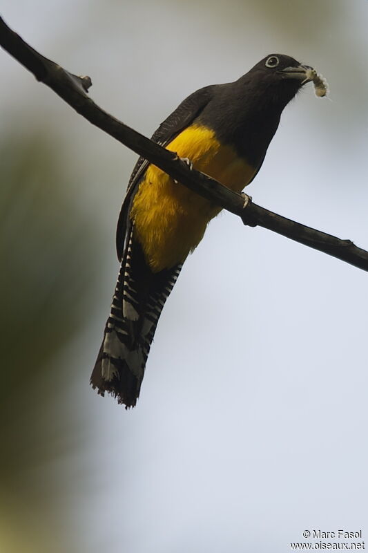 Green-backed Trogon female adult breeding, identification, feeding habits, Behaviour