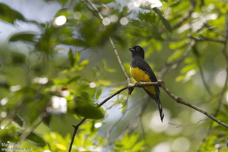 Trogon à tête noire femelle adulte, identification