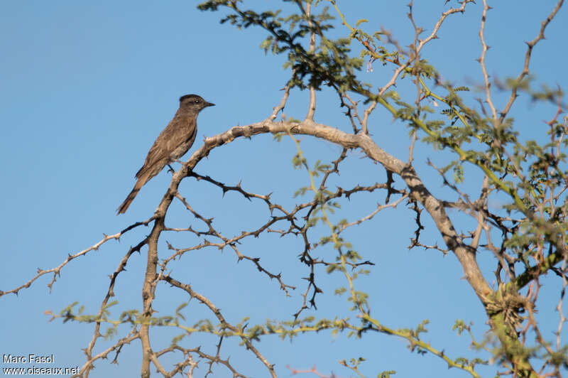 Crowned Slaty Flycatcheradult, habitat, Behaviour