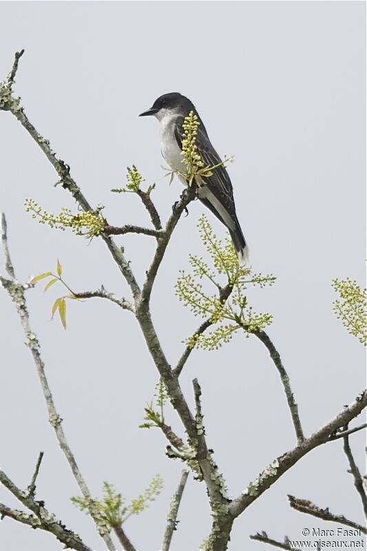 Eastern Kingbirdadult breeding, identification