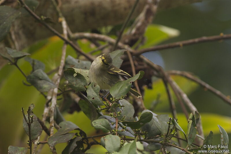 Golden-faced Tyrannuletadult, identification