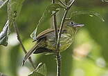 Tyranneau de Colombie