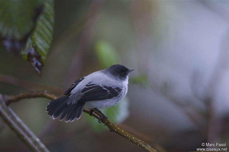 Torrent Tyrannuletadult, identification