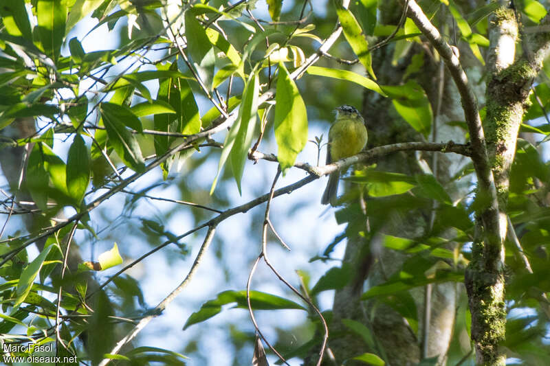 Southern Bristle Tyrantadult, identification