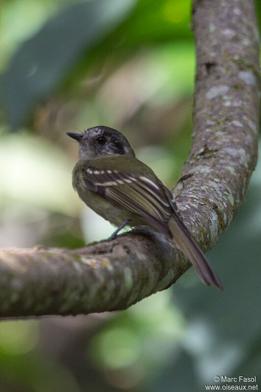 Tyranneau marbréadulte, identification