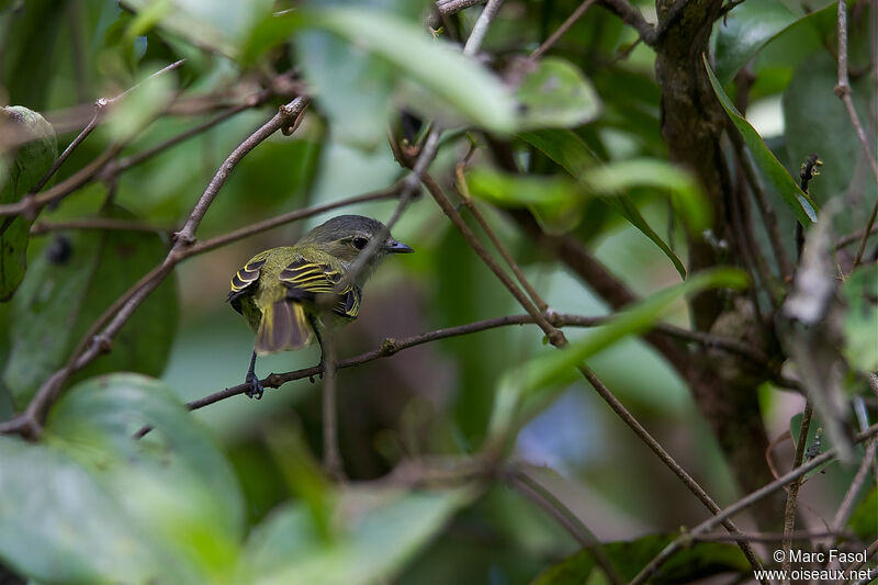 Mistletoe Tyrannuletadult, identification