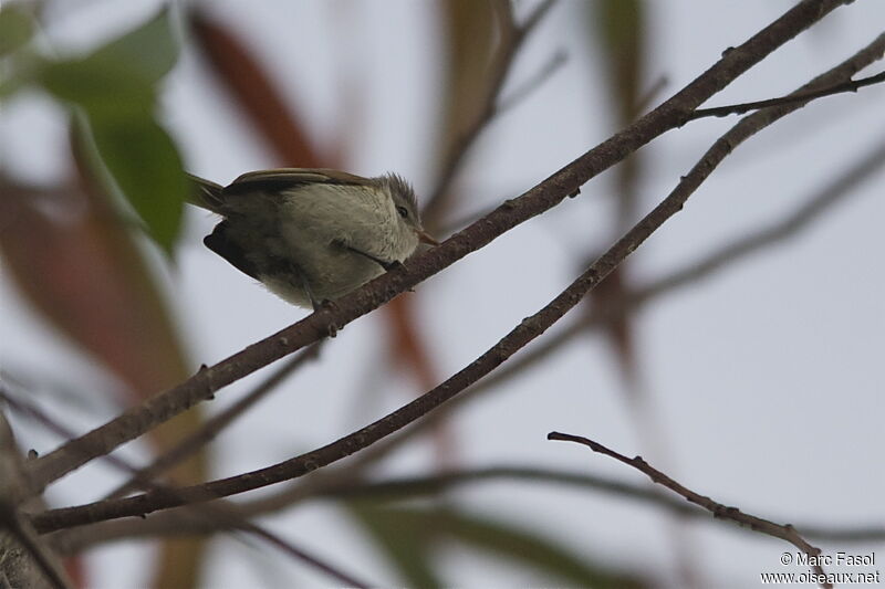 Southern Beardless Tyrannuletadult, identification