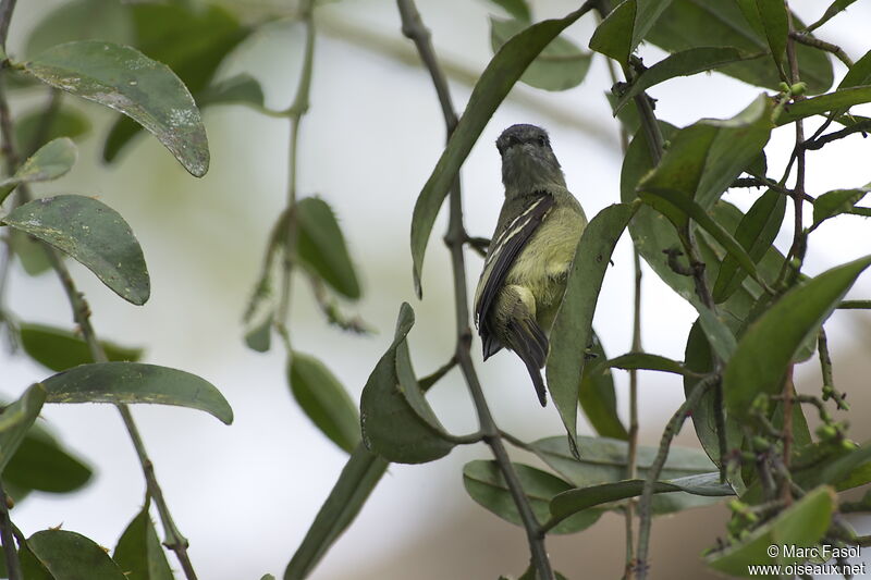 Yellow-crowned Tyrannuletadult, identification, Behaviour