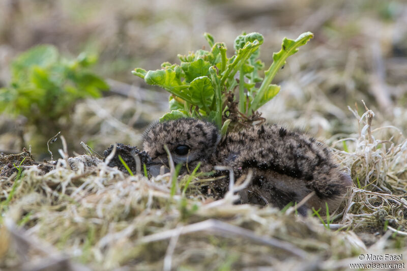 Northern LapwingPoussin, identification, camouflage