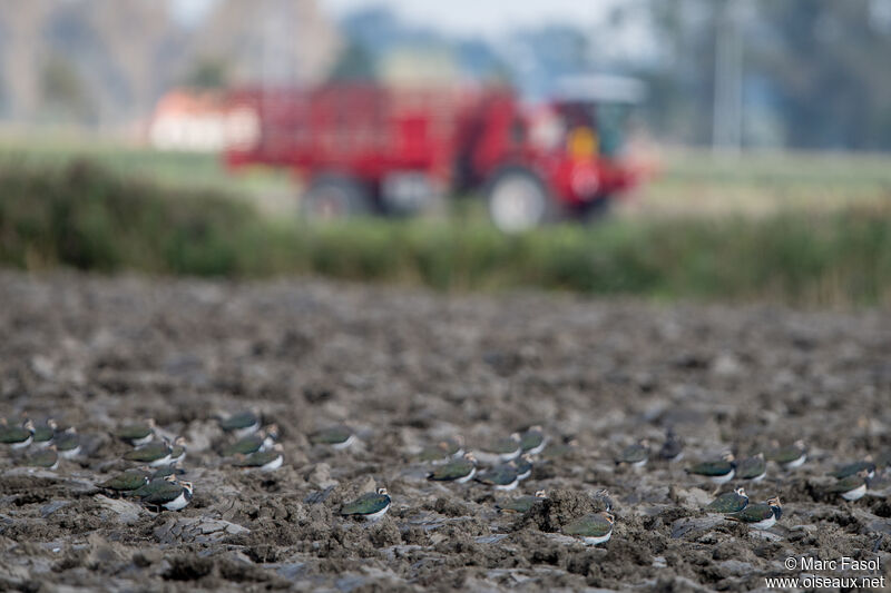 Northern Lapwing, habitat, camouflage