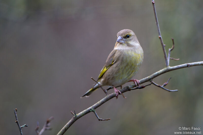 Verdier d'Europe femelle adulte, identification