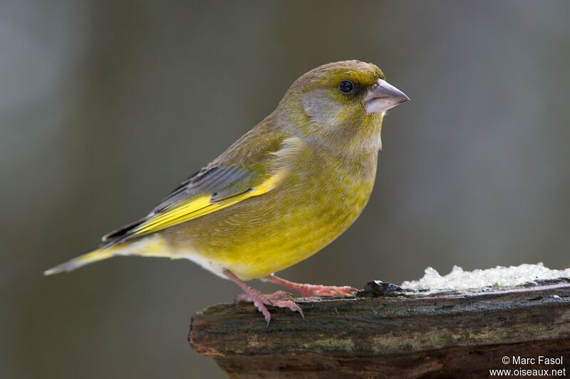 European Greenfinch male adult, identification