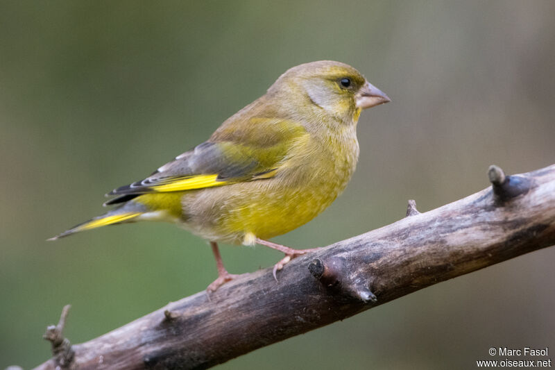 European Greenfinch male adult