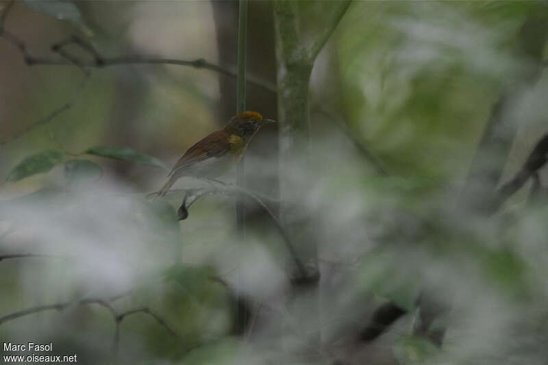 Tawny-crowned Greenletadult, identification