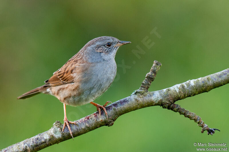 Dunnock