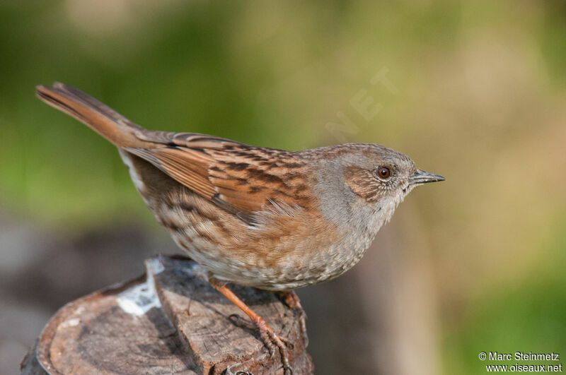 Dunnock