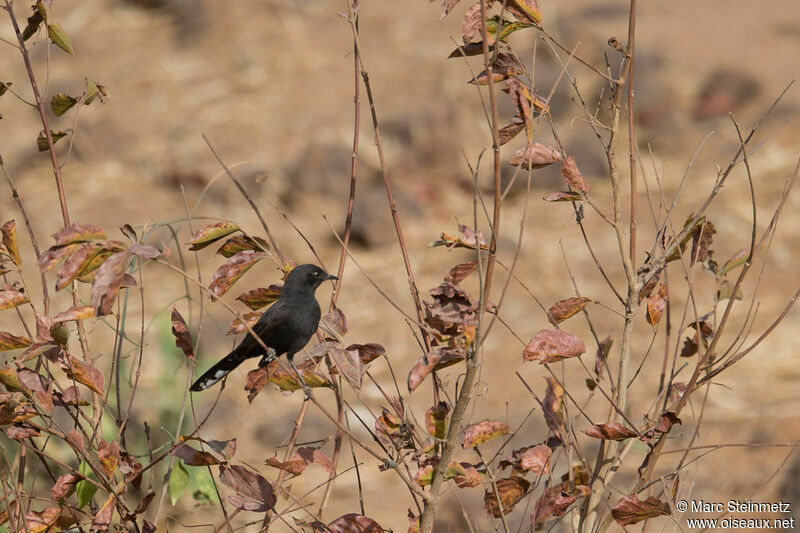 Black Scrub Robin