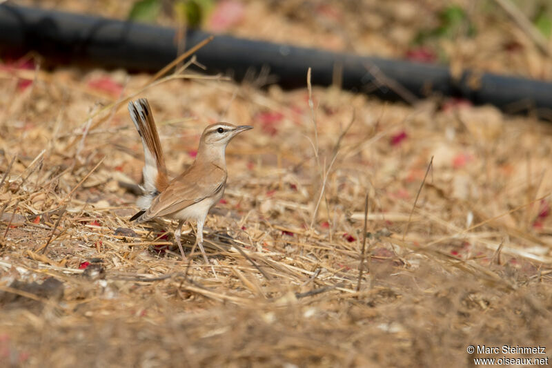 Rufous-tailed Scrub Robin