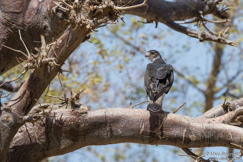 Aigle fascié