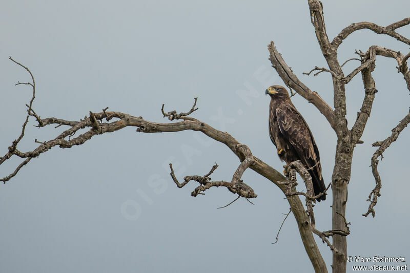 Aigle ravisseur