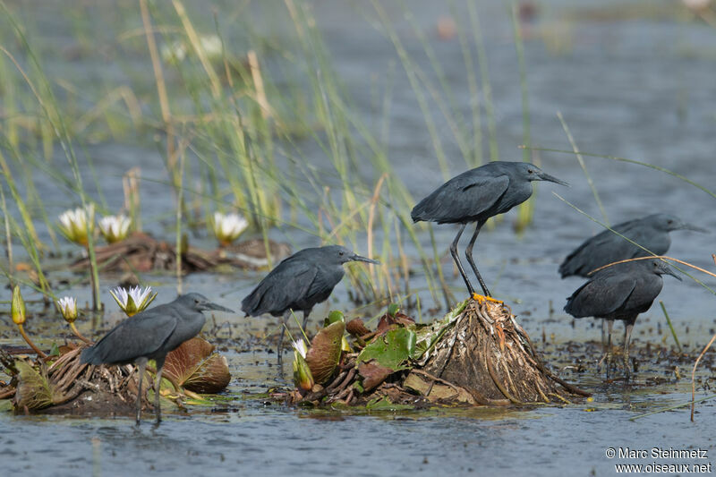 Black Heron