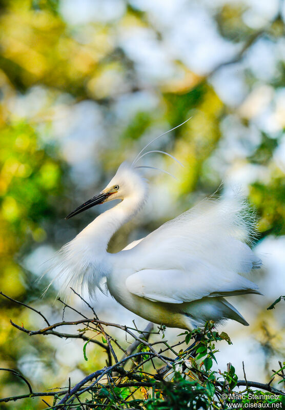 Little Egret