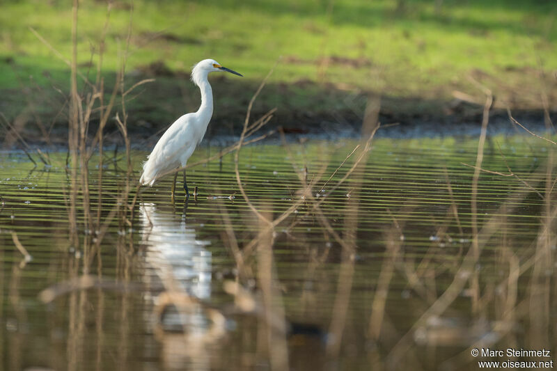 Snowy Egret