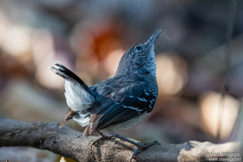 Band-tailed Antbird