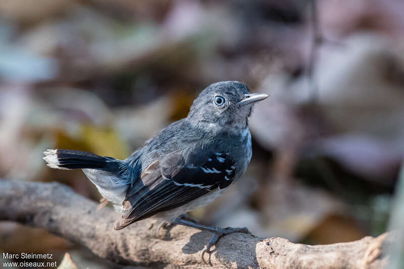 Band-tailed Antbird female adult, close-up portrait