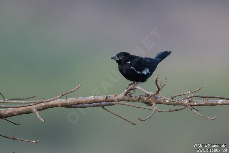 White-billed Buffalo Weaver