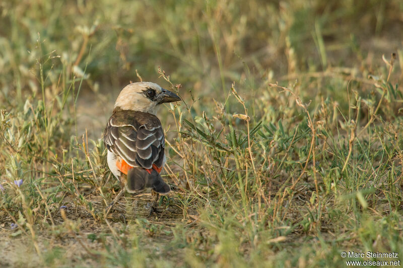 White-headed Buffalo Weaver