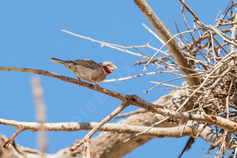 Cut-throat Finch