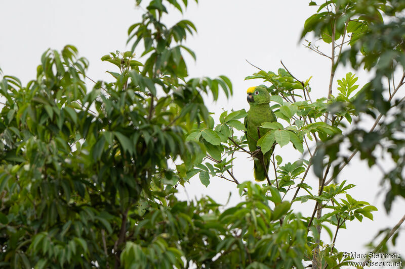 Amazone à front jaune