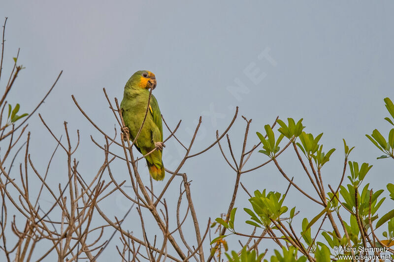 Orange-winged Amazon