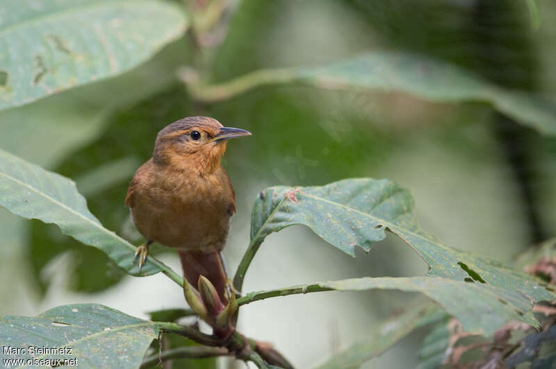 Buff-fronted Foliage-gleaneradult