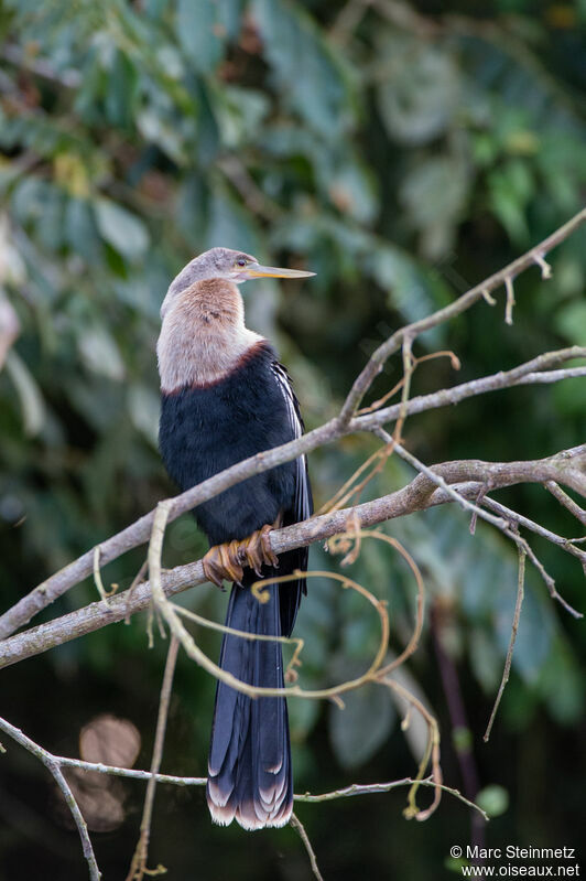 Anhinga d'Amérique