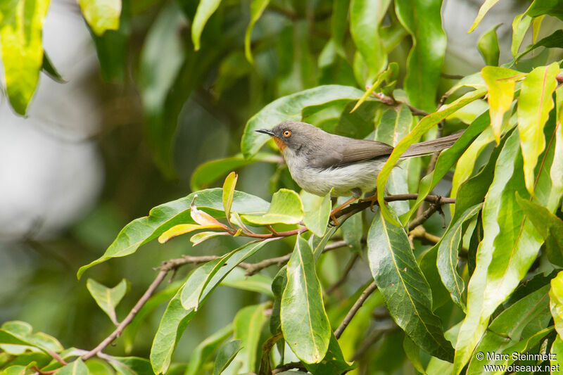 Apalis à gorge marron