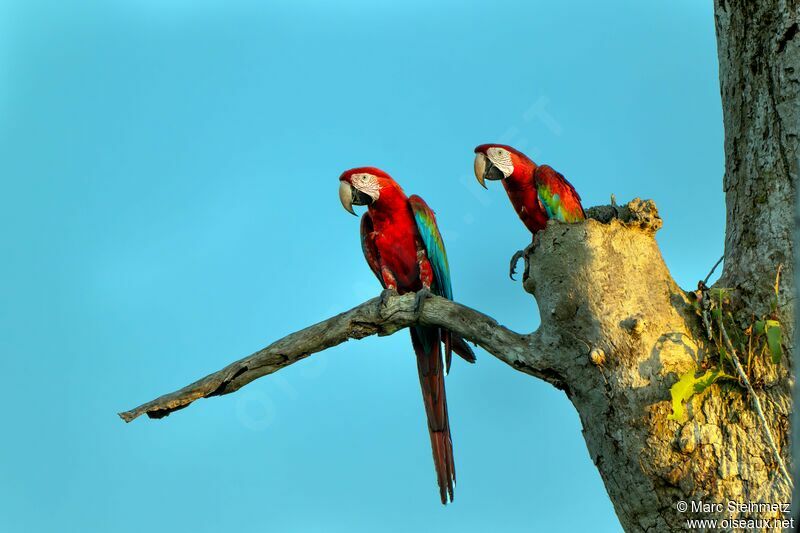 Red-and-green Macaw