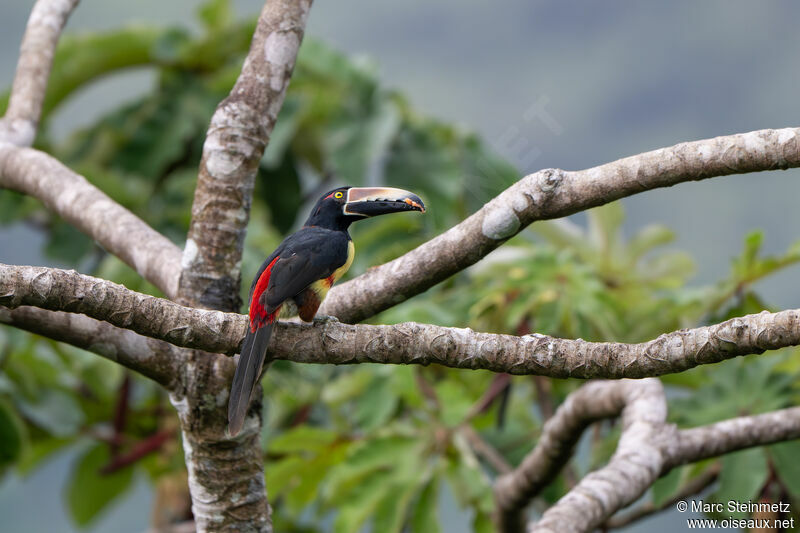 Collared Aracari