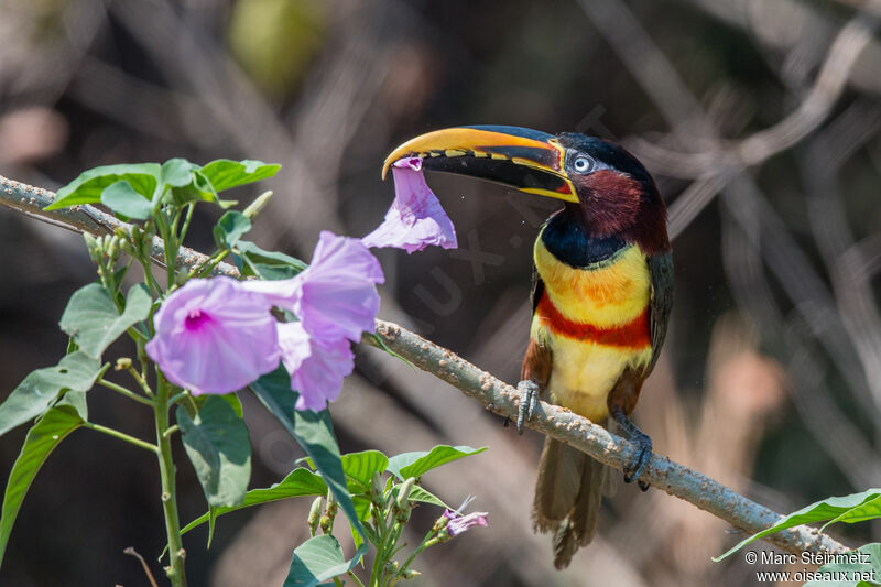 Chestnut-eared Aracari