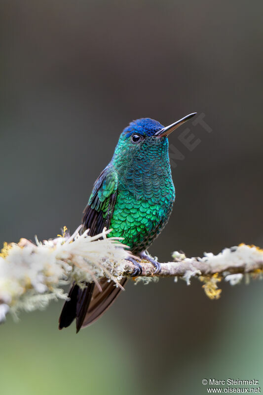 Indigo-capped Hummingbird